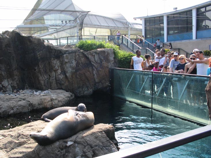 Sea Lion, New York Aquarium, Coney Island, Brooklyn, May 28, 2006