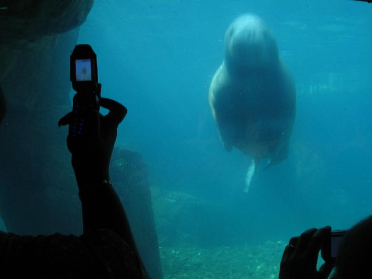 Walrus, New York Aquarium, Coney Island, Brooklyn, May 28, 2006