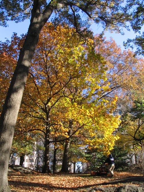 Central Park Near the 66th Street Transverse, Manhattan, November 17, 2005