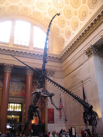 Theodore Roosevelt Memorial Hall, American Museum of Natural History, New York