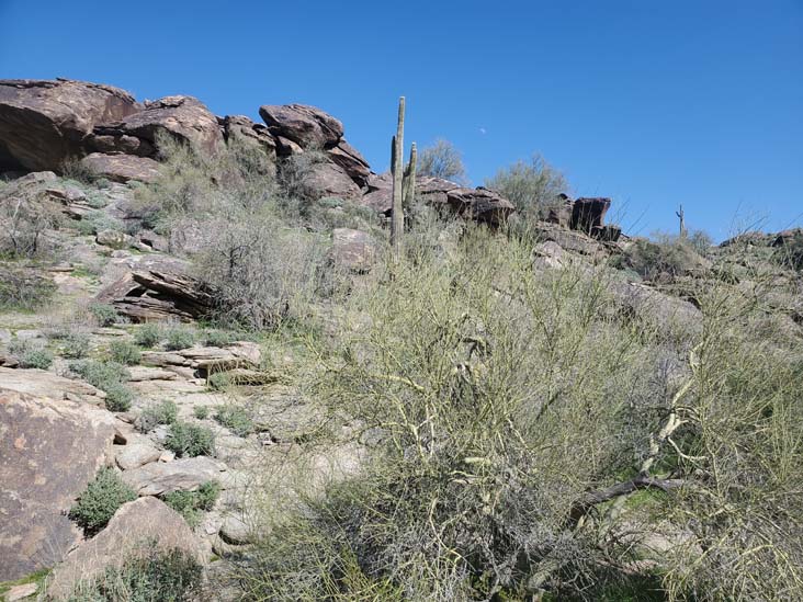 Mormon Trail, South Mountain Park & Preserve, Phoenix, Arizona, February 17, 2024