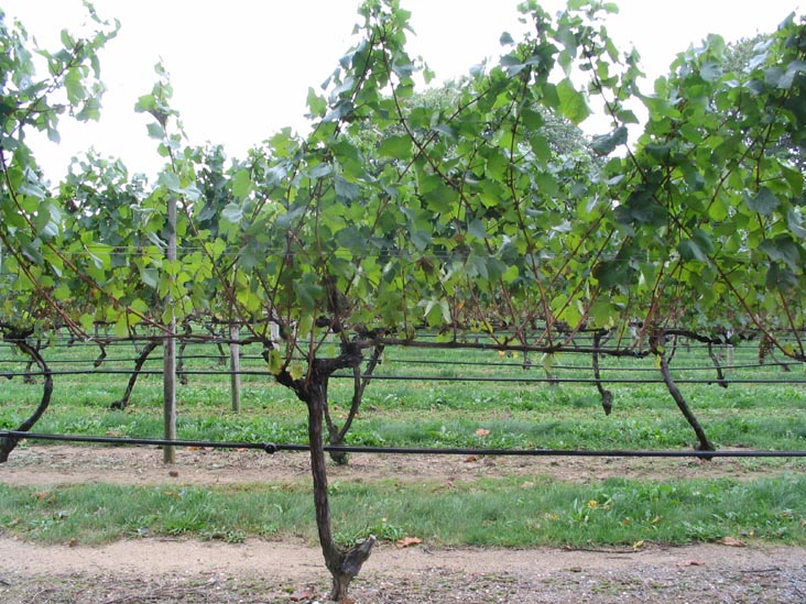 Pellegrini Vineyards, 23005 Main Road, Cutchogue, New York, October 8, 2005