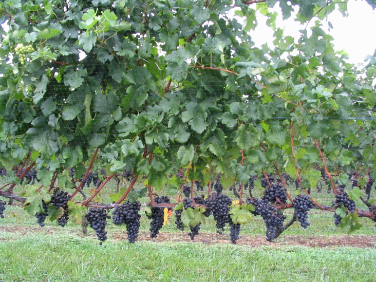 Peconic Bay Winery, 31320 Main Road, Cutchogue, New York, October 8, 2005