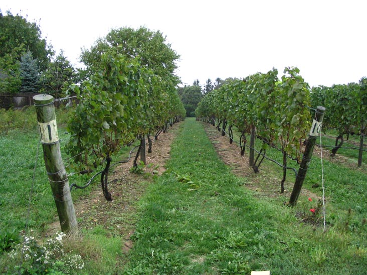 Corey Creek Vineyards, Main Road, Route 25, Southold, New York, October 8, 2005