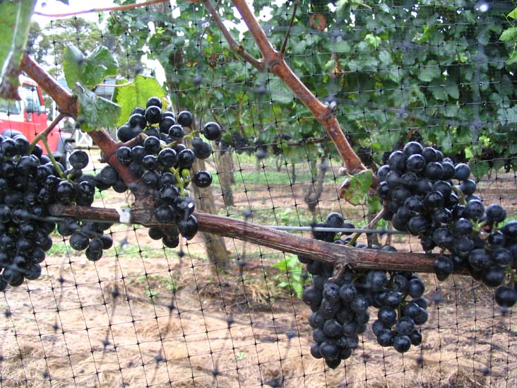 Cabernet Franc Grapes, Sherwood House Vineyards, 2600 Oregon Road, Mattituck, New York, October 9, 2005