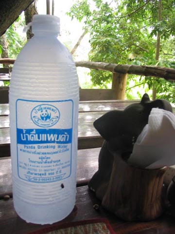 Panda Drinking Water