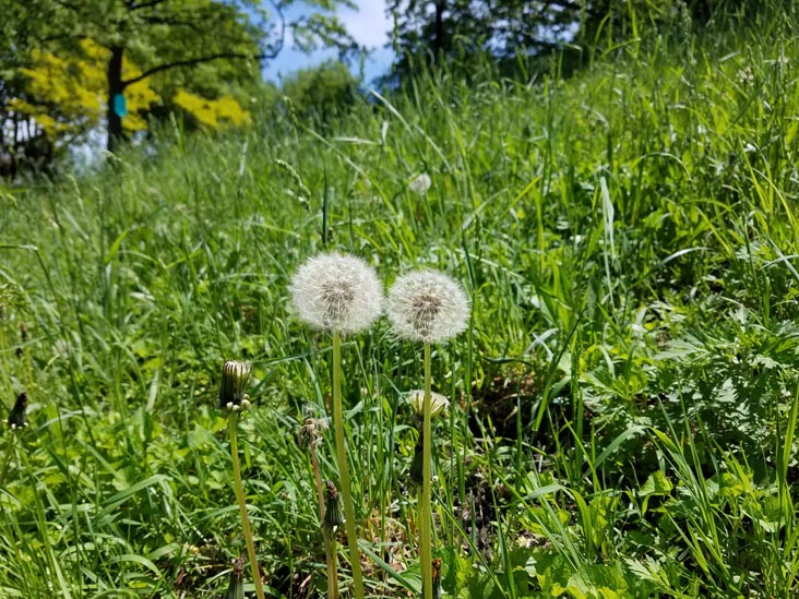 Dandelion Seed Heads, Astoria Park, Astoria, Queens, May 21, 2018