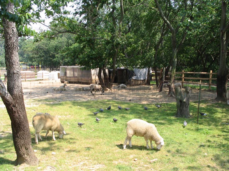 Sheep Pastures, Queens County Farm Museum, Bellerose, Queens, June 22, 2006