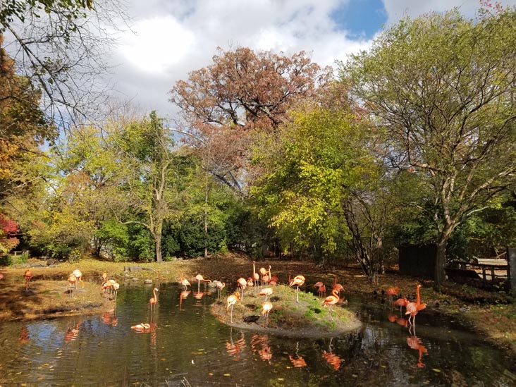 Flamingo Flock, Bronx Zoo, The Bronx, November 10, 2018