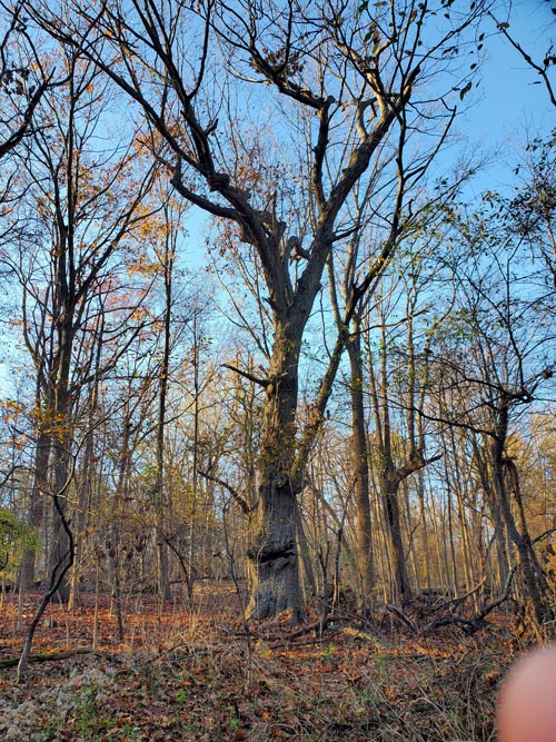 Hunter Island, Pelham Bay Park, The Bronx, November 14, 2020