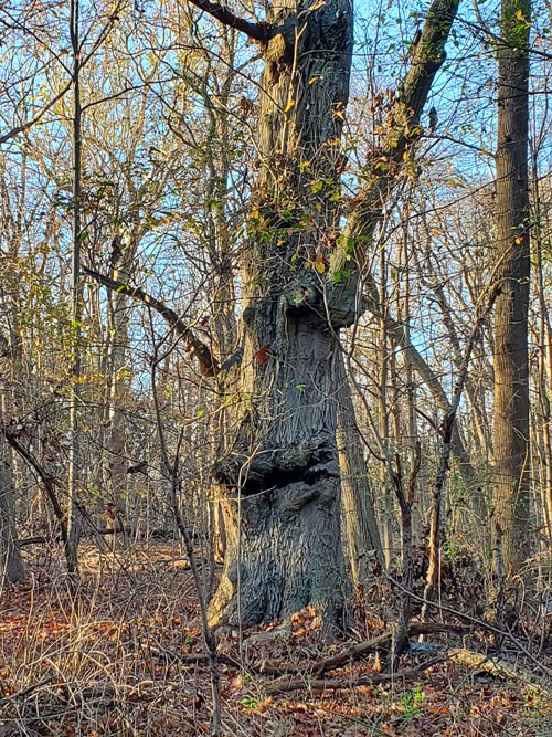 Hunter Island, Pelham Bay Park, The Bronx, November 14, 2020