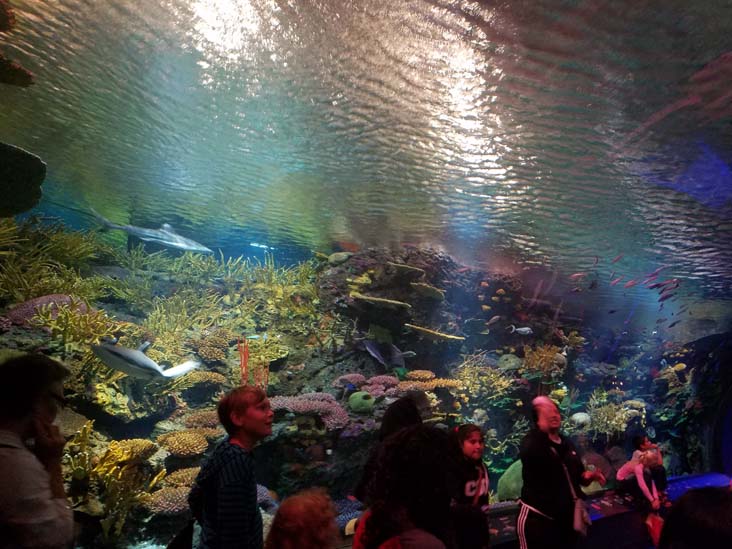 Ocean Wonders: Sharks!, New York Aquarium, Coney Island, Brooklyn, September 11, 2018