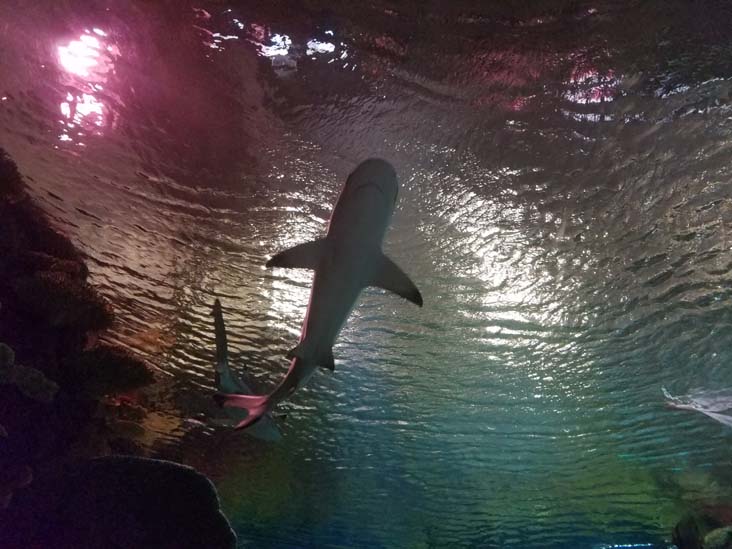 Ocean Wonders: Sharks!, New York Aquarium, Coney Island, Brooklyn, September 11, 2018