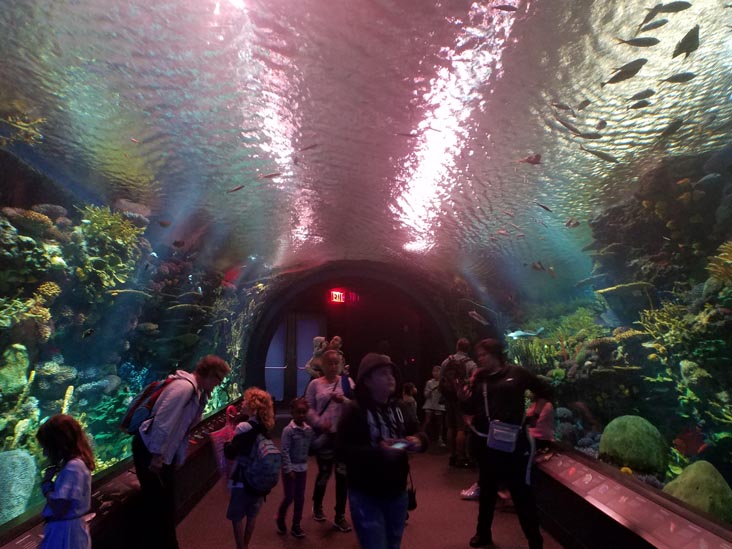 Ocean Wonders: Sharks!, New York Aquarium, Coney Island, Brooklyn, September 11, 2018