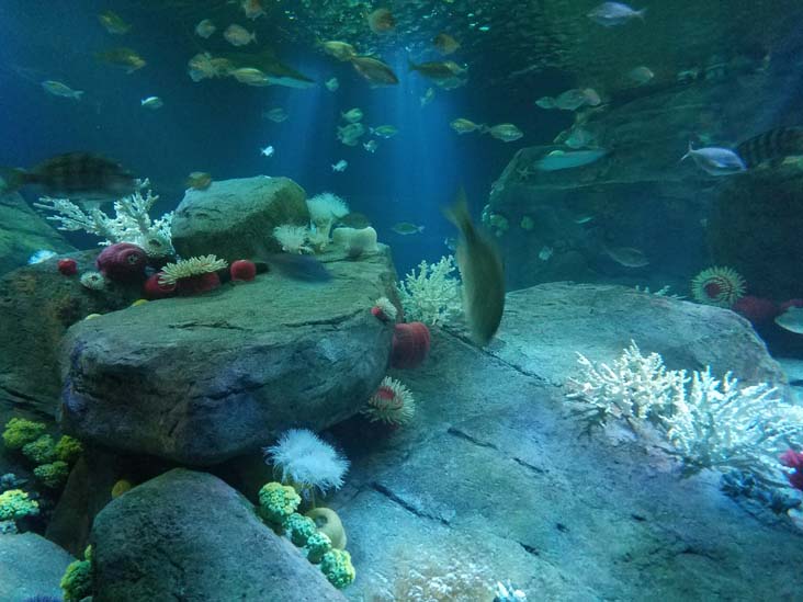 Ocean Wonders: Sharks!, New York Aquarium, Coney Island, Brooklyn, September 11, 2018