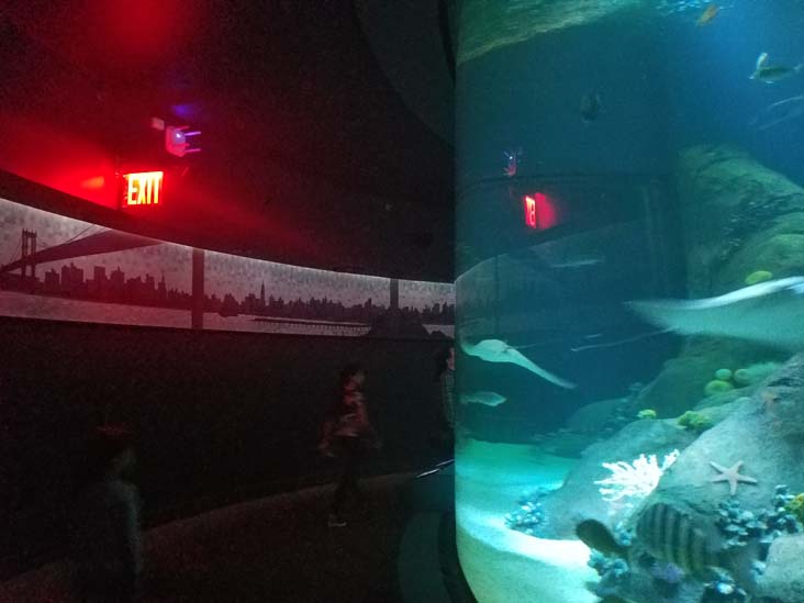 Ocean Wonders: Sharks!, New York Aquarium, Coney Island, Brooklyn, September 11, 2018