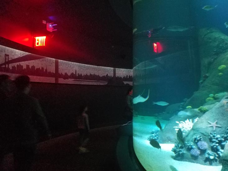 Ocean Wonders: Sharks!, New York Aquarium, Coney Island, Brooklyn, September 11, 2018