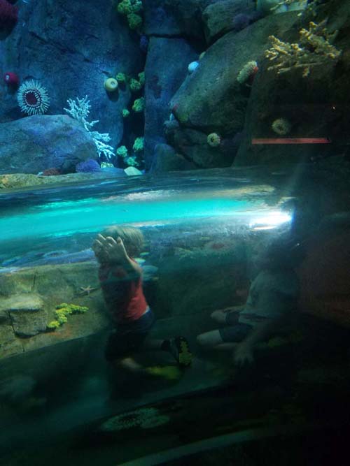 Ocean Wonders: Sharks!, New York Aquarium, Coney Island, Brooklyn, September 11, 2018