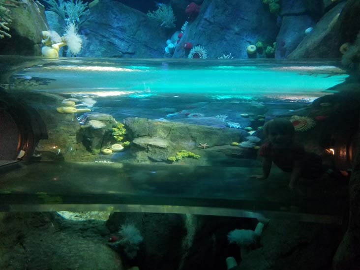 Ocean Wonders: Sharks!, New York Aquarium, Coney Island, Brooklyn, September 11, 2018