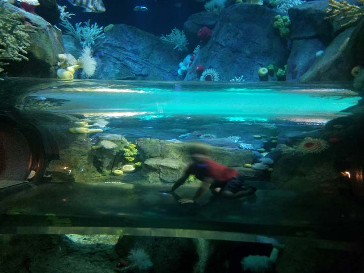 Ocean Wonders: Sharks!, New York Aquarium, Coney Island, Brooklyn, September 11, 2018