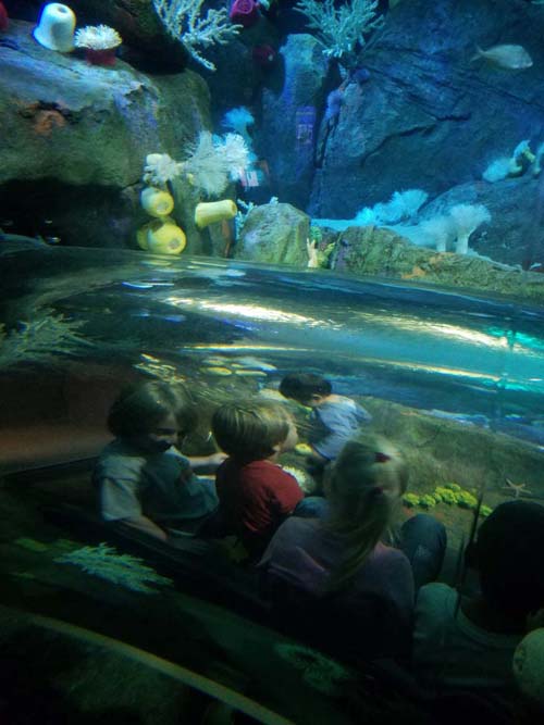 Ocean Wonders: Sharks!, New York Aquarium, Coney Island, Brooklyn, September 11, 2018