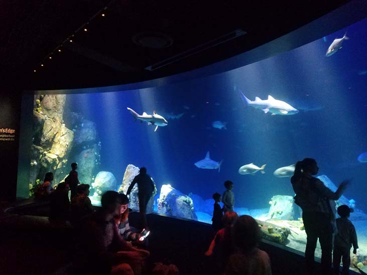 Ocean Wonders: Sharks!, New York Aquarium, Coney Island, Brooklyn, September 11, 2018