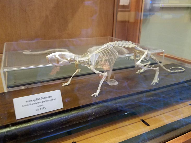 Norway Rat Skeleton, Brooklyn Children's Museum, Crown Heights, Brooklyn, July 17, 2019