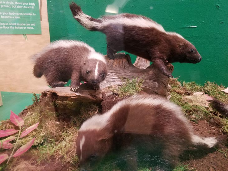 Brooklyn Children's Museum, Crown Heights, Brooklyn, July 17, 2019