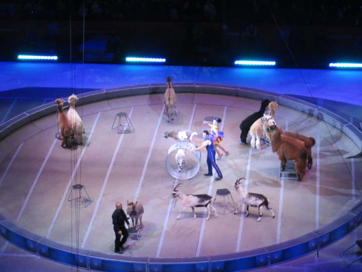 Ringling Bros & Barnum and Bailey Circus, Barclays Center, Prospect Heights, Brooklyn, February 24, 2017