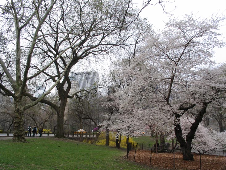 Mall, Central Park, Manhattan, April 7, 2006