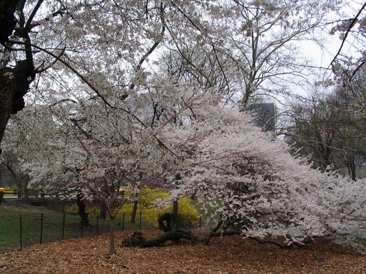 Mall, Central Park, Manhattan, April 7, 2006