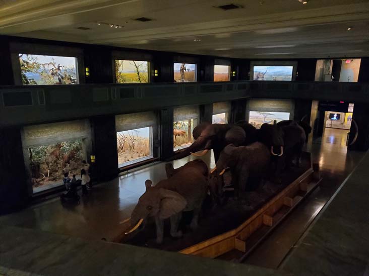 Akeley Hall of African Mammals, American Museum of Natural History, Upper West Side, Manhattan, September 17, 2020