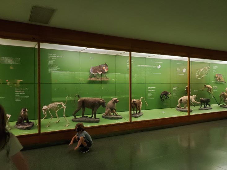 Hall of Primates, American Museum of Natural History, Upper West Side, Manhattan, September 17, 2020