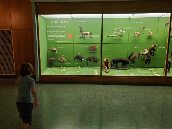 Hall of Primates, American Museum of Natural History, Upper West Side, Manhattan, September 17, 2020