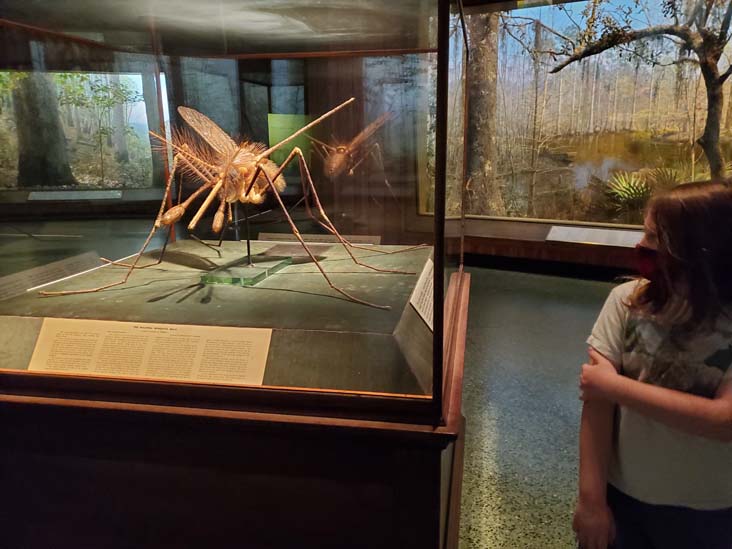 Giant Mosquito, Hall of North American Forests, American Museum of Natural History, Upper West Side, Manhattan, September 17, 2020