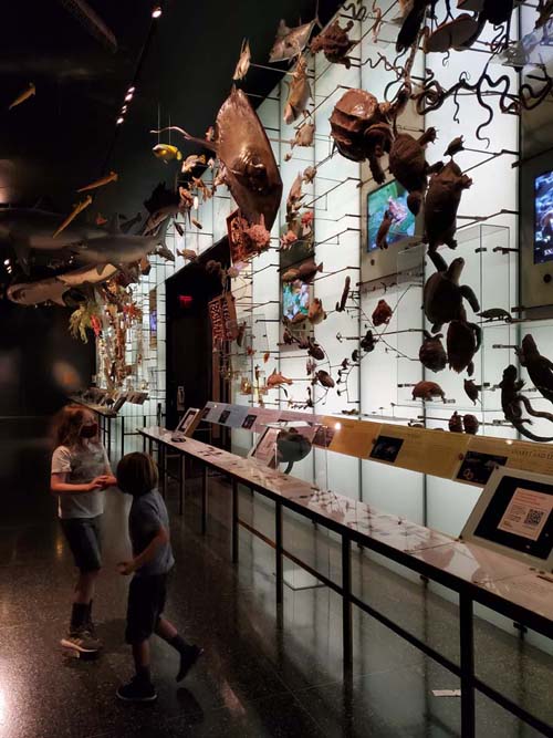 Hall of Biodiversity, American Museum of Natural History, Upper West Side, Manhattan, September 17, 2020