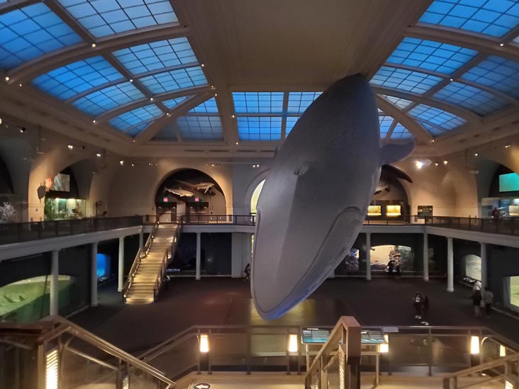 Milstein Hall of Ocean Life, American Museum of Natural History, Upper West Side, Manhattan, September 17, 2020