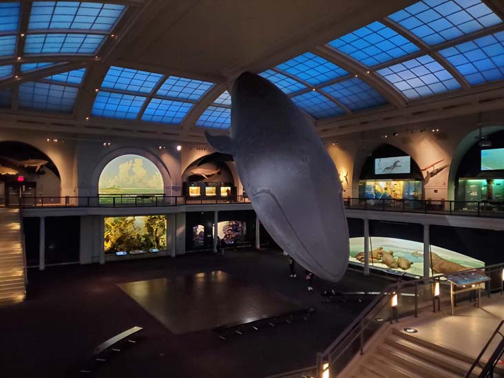 Milstein Hall of Ocean Life, American Museum of Natural History, Upper West Side, Manhattan, September 17, 2020