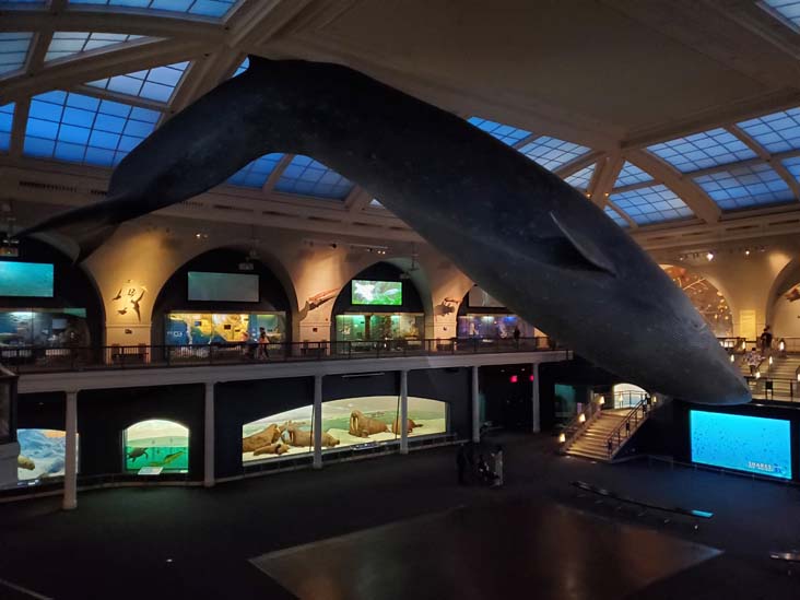 Milstein Hall of Ocean Life, American Museum of Natural History, Upper West Side, Manhattan, September 17, 2020