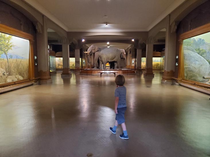 Hall of Asian Mammals, American Museum of Natural History, Upper West Side, Manhattan, September 17, 2020