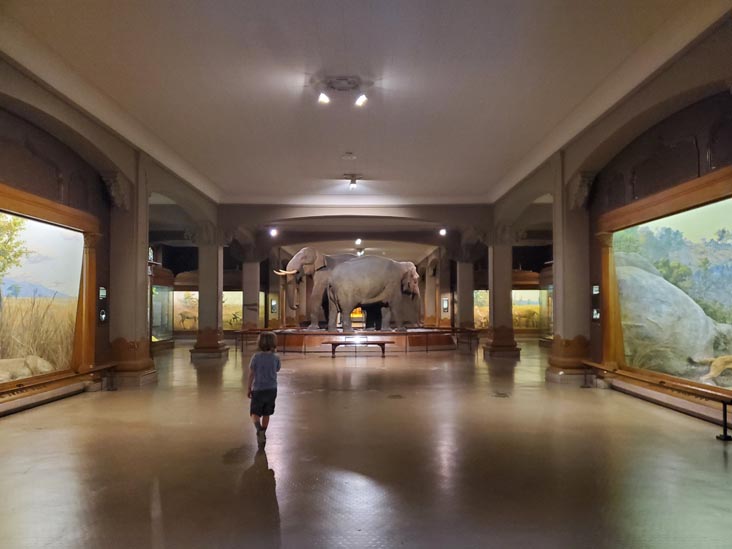 Hall of Asian Mammals, American Museum of Natural History, Upper West Side, Manhattan, September 17, 2020