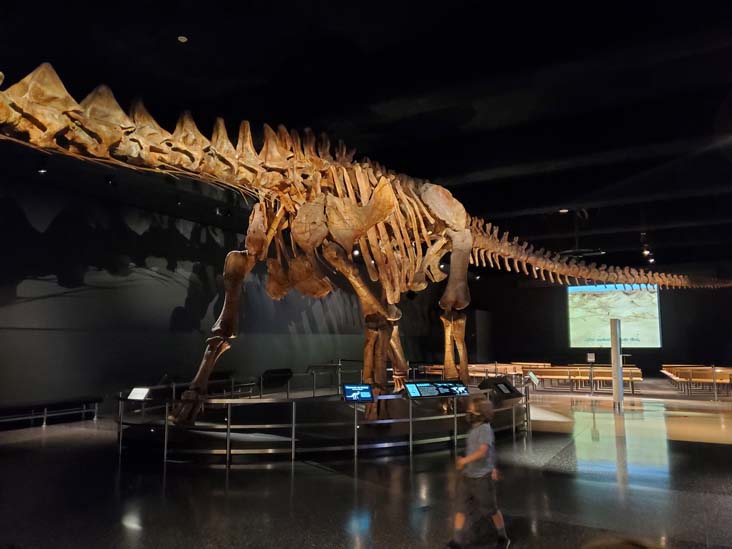 Titanosaur, Wallach Orientation Center, American Museum of Natural History, Upper West Side, Manhattan, September 17, 2020