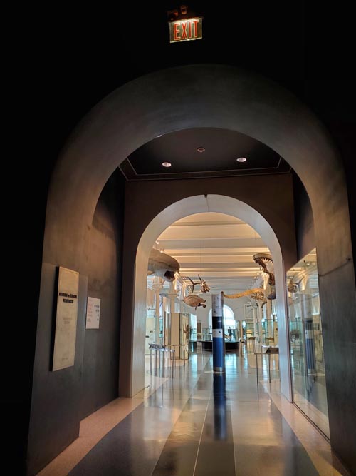 Fourth Floor Fossil Halls, American Museum of Natural History, Upper West Side, Manhattan, September 17, 2020