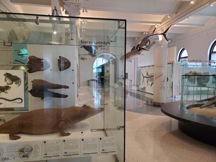 Hall of Vertebrate Origins, American Museum of Natural History, Upper West Side, Manhattan, September 17, 2020