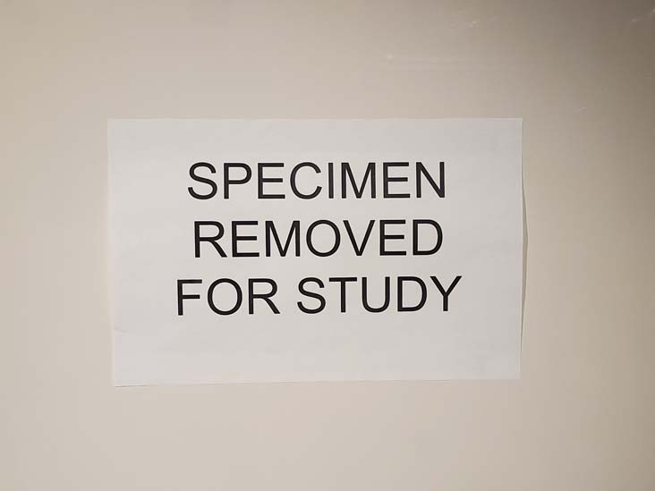 Fourth Floor Fossil Halls, American Museum of Natural History, Upper West Side, Manhattan, September 17, 2020