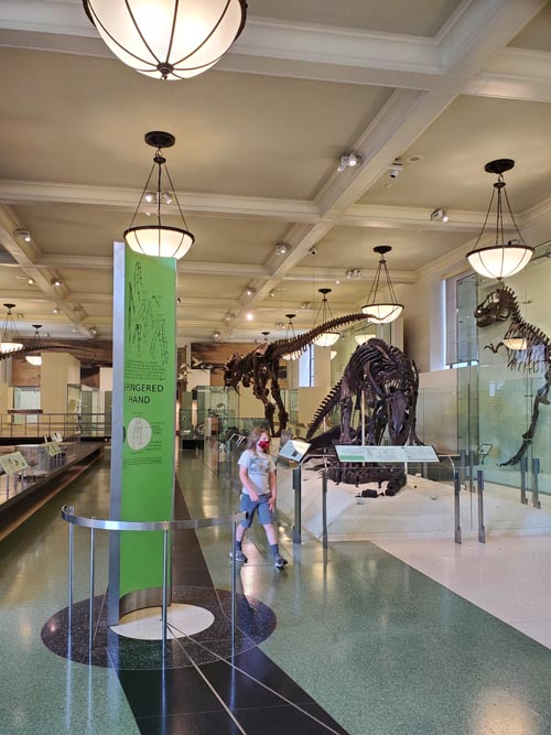 Hall of Saurischian Dinosaurs, American Museum of Natural History, Upper West Side, Manhattan, September 17, 2020