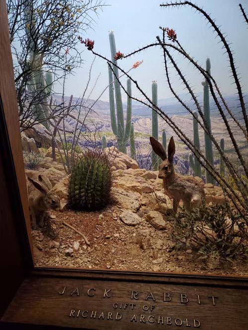 Jack Rabbit, North American Mammals, American Museum of Natural History, Upper West Side, Manhattan, September 17, 2020