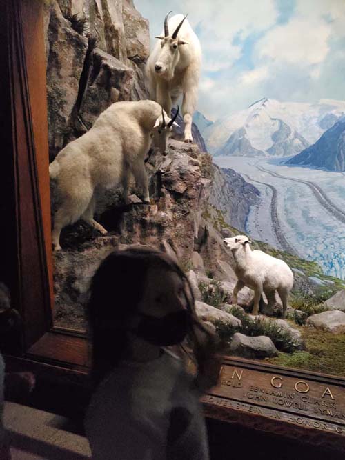 Mountain Goats, North American Mammals, American Museum of Natural History, Upper West Side, Manhattan, September 17, 2020