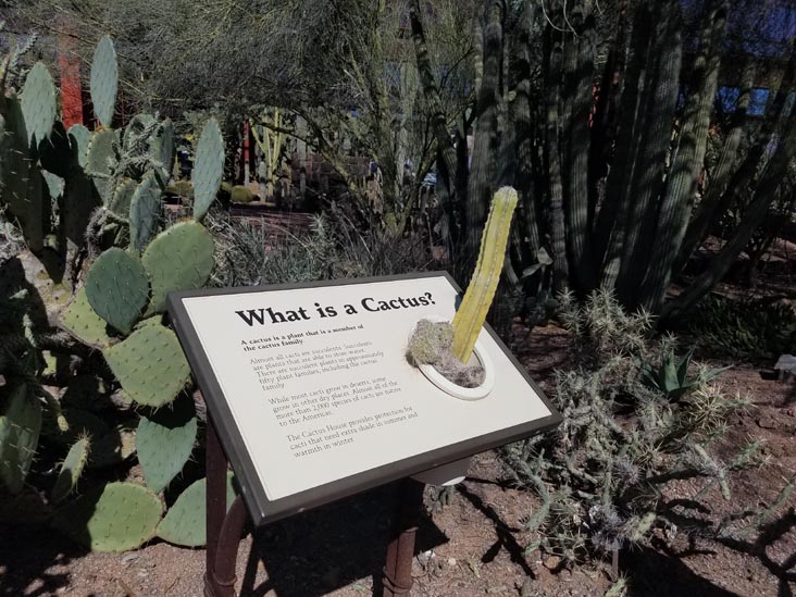 Desert Botancial Garden, Phoenix, Arizona, February 16, 2020