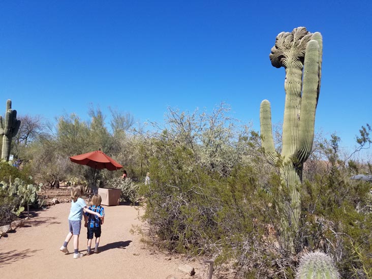 Desert Botancial Garden, Phoenix, Arizona, February 16, 2020